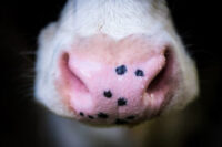 Téma Fotoprojektu 52/2025 - CHLPATÝ KAMARÁT (40/52)