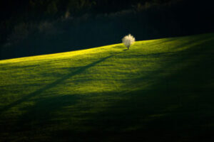 Téma Fotoprojektu 52/2026 - (17/52)