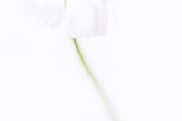 Téma Fotoprojektu 52/2026 - HIGH KEY (31/52)