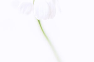 Téma Fotoprojektu 52/2026 - HIGH KEY (31/52)