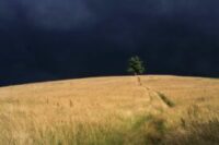 Téma Fotoprojektu 52/2026 - STROM V LETNEJ KRAJINE  (30/52)