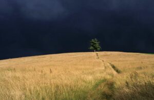 Téma Fotoprojektu 52/2026 - STROM V LETNEJ KRAJINE  (30/52)