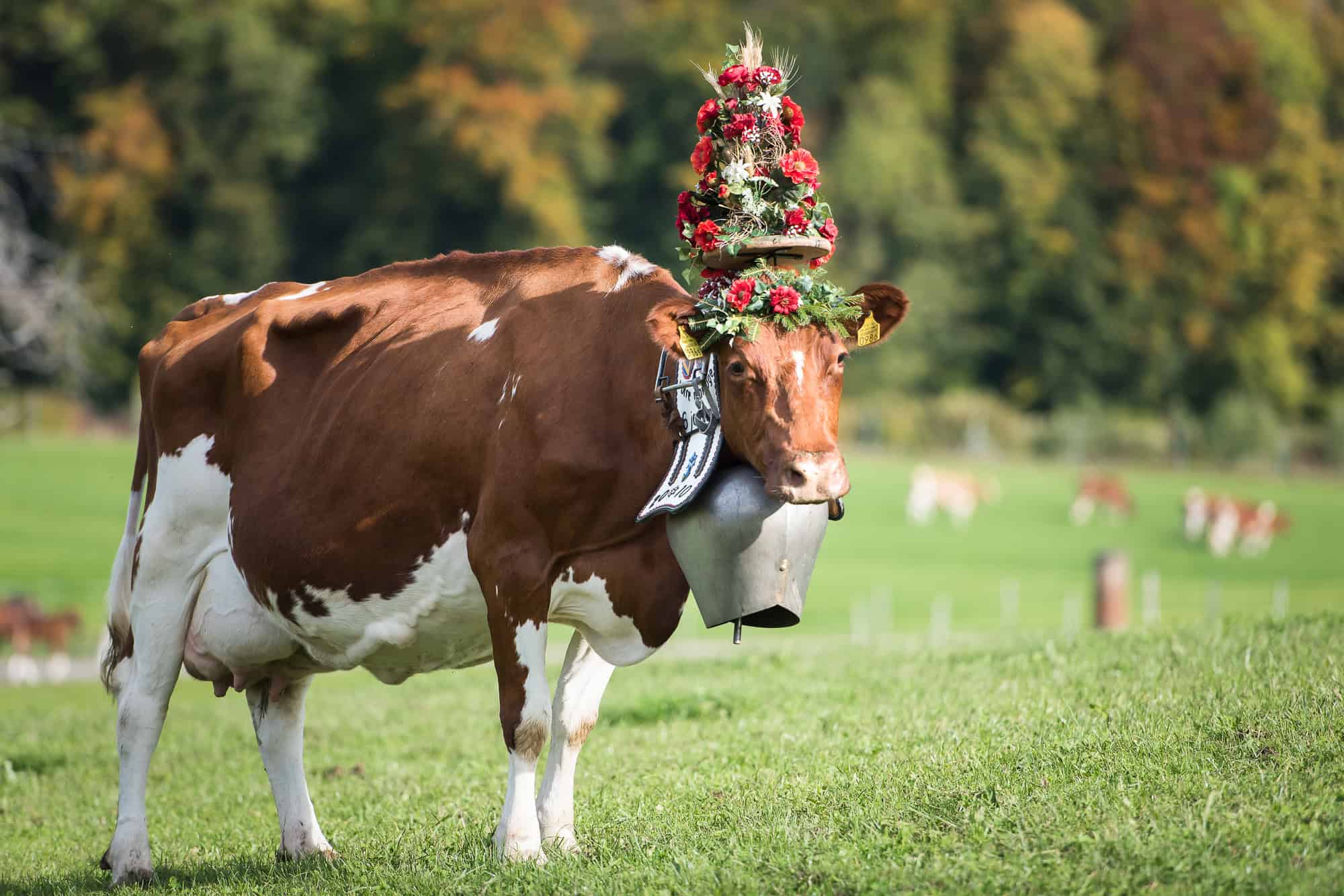 Ozdobená krava počas miestnej slávnosti