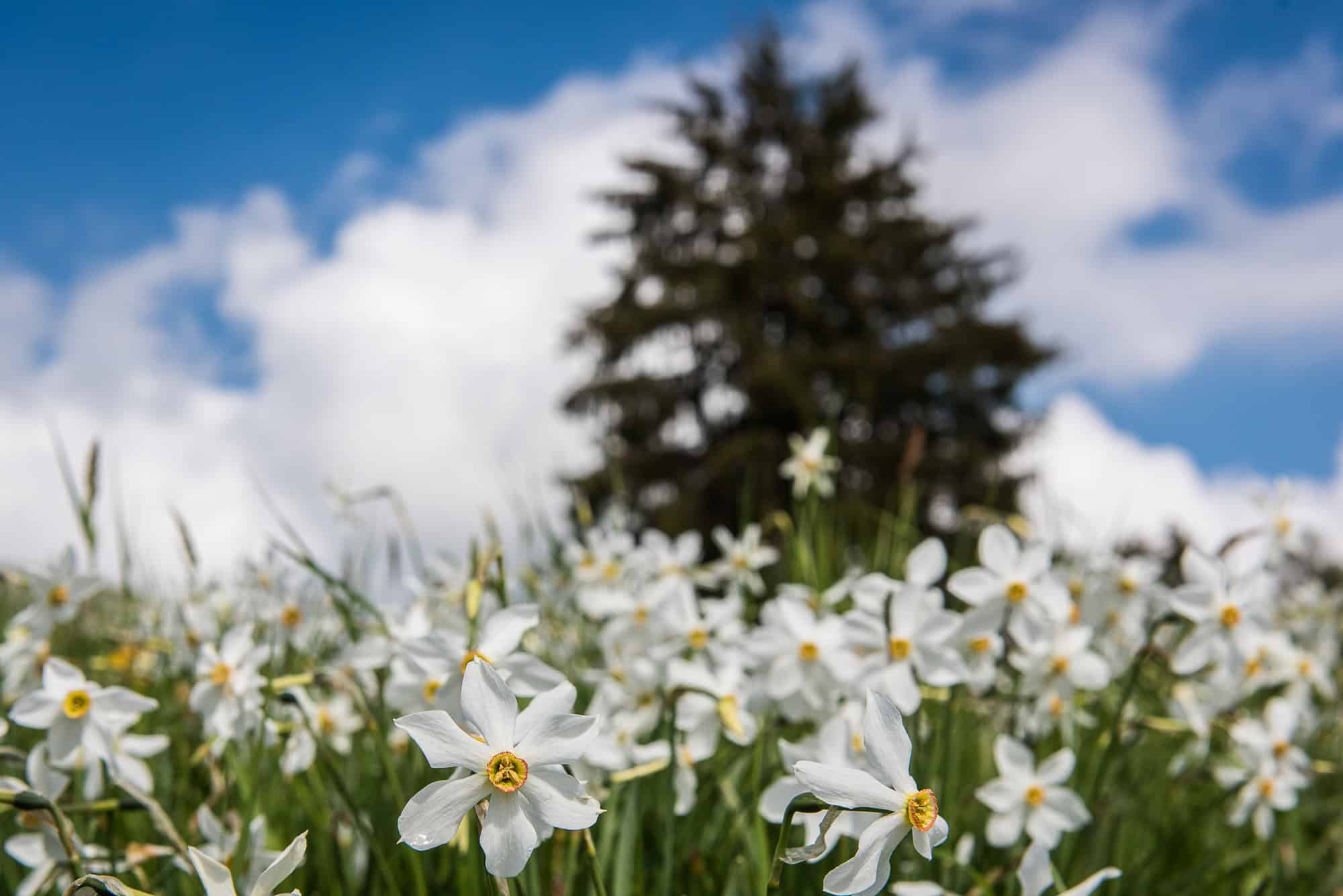 Narcisy proti oblohe